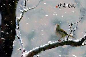 守望春天 守望春天