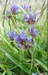 斜升秦艽 斜升秦艽