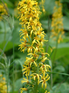 長葉橐吾 長葉橐吾