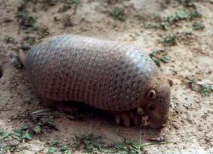 北方裸尾犰狳 北方裸尾犰狳