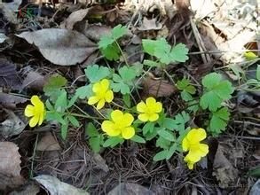 深山毛茛 深山毛茛