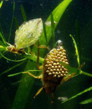 大負子蟲 大負子蟲