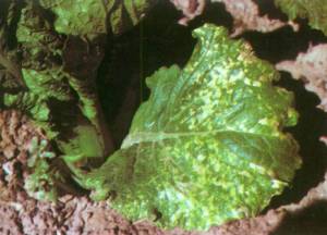 （圖）南芥菜花葉病毒