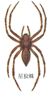 星狡蛛 星狡蛛