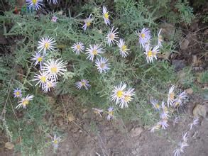 糙毛阿爾泰狗娃花 糙毛阿爾泰狗娃花