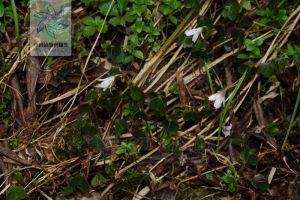 白鱗酢漿草 白鱗酢漿草