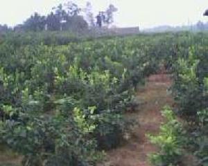 安岳縣白水鄉檸檬園