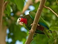 古巴亞馬遜鸚鵡開曼巴克島亞種 古巴亞馬遜鸚鵡開曼巴克島亞種