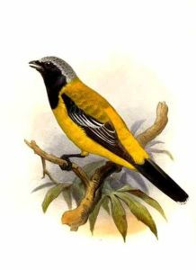 聖克里斯托瓦爾鵑鵙 聖克里斯托瓦爾鵑鵙