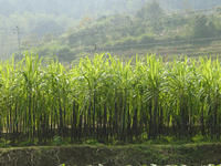 梓口坊村 梓口坊村