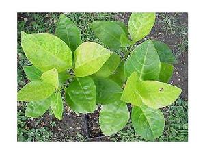 紫葉擬美花 紫葉擬美花