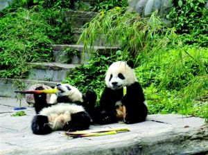 中國保護大熊貓研究中心雅安碧峰峽基地 中國保護大熊貓研究中心雅安碧峰峽基地