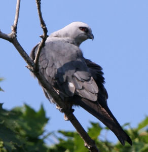 密西西比灰鳶 密西西比灰鳶