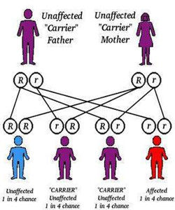 融合遺傳 融合遺傳