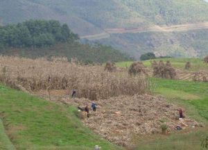 李家包包自然村 李家包包自然村