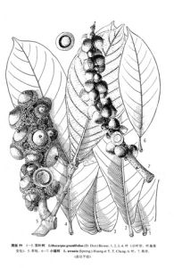高黎貢柯 高黎貢柯