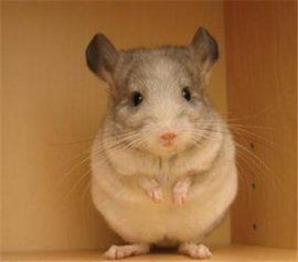 米色龍貓 米色龍貓