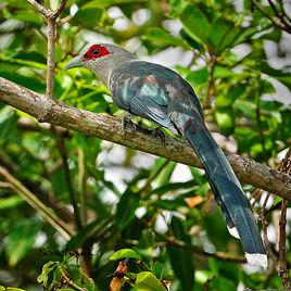 綠嘴地鵑 綠嘴地鵑