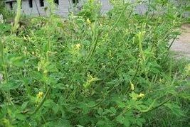 滇白花菜 滇白花菜