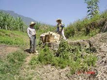 禾米村農村經濟——種植業