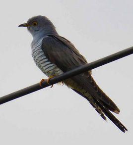 布穀鳥[大杜鵑]