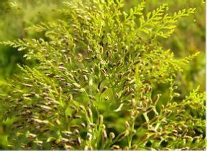 粟柄金粉蕨(變種) 粟柄金粉蕨(變種)