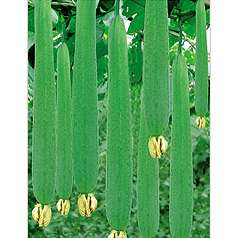 天香絲瓜 天香絲瓜