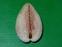 異側卵蛤 異側卵蛤