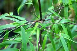 卷耳箭竹 卷耳箭竹