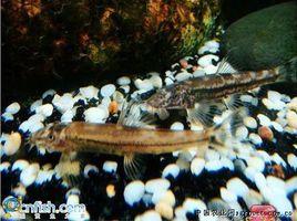 花尾纓口鰍 花尾纓口鰍