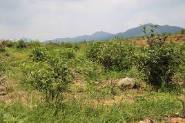 天山菜茶 天山菜茶