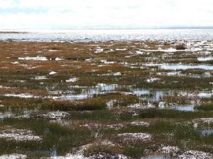 （圖）紅草甸映襯下的阿牙克庫木湖