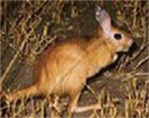 克什米爾鼩鼱 克什米爾鼩鼱