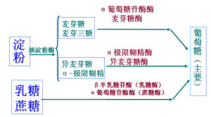 經胰α-澱粉酶(α-amylase)水解