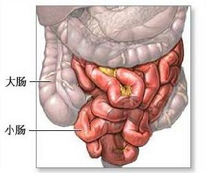 小腸