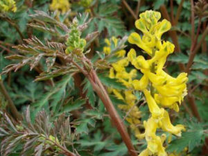 瘤籽黃堇 瘤籽黃堇