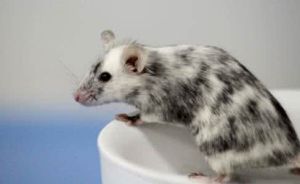 遺傳工程小鼠