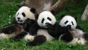 成都熊貓基地