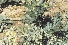 叢生釘柱委陵菜