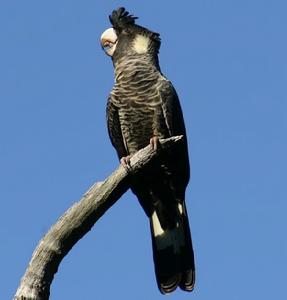 白尾黑鳳頭鸚鵡