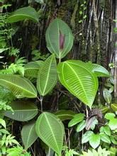 腺毛柏拉木 腺毛柏拉木