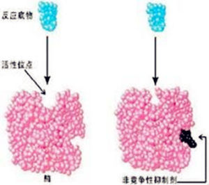 非競爭性抑制 非競爭性抑制
