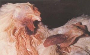 雞葡萄球菌病 雞葡萄球菌病