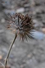 寬苞刺頭菊 寬苞刺頭菊