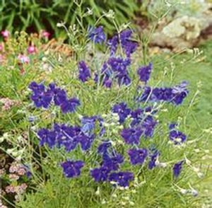 涼山翠雀花 涼山翠雀花