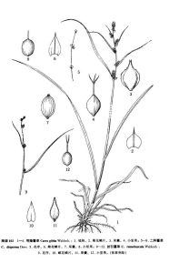 絲引薹草 絲引薹草