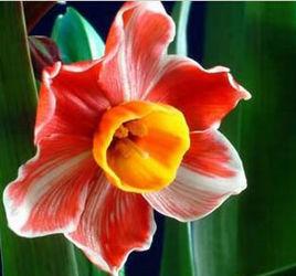 紅水仙[水仙屬水仙品種]