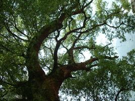 樟潭大樟樹 樟潭大樟樹