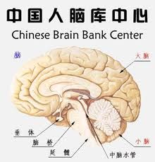 中國人腦庫中心 中國人腦庫中心
