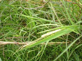 顯子草族 顯子草族